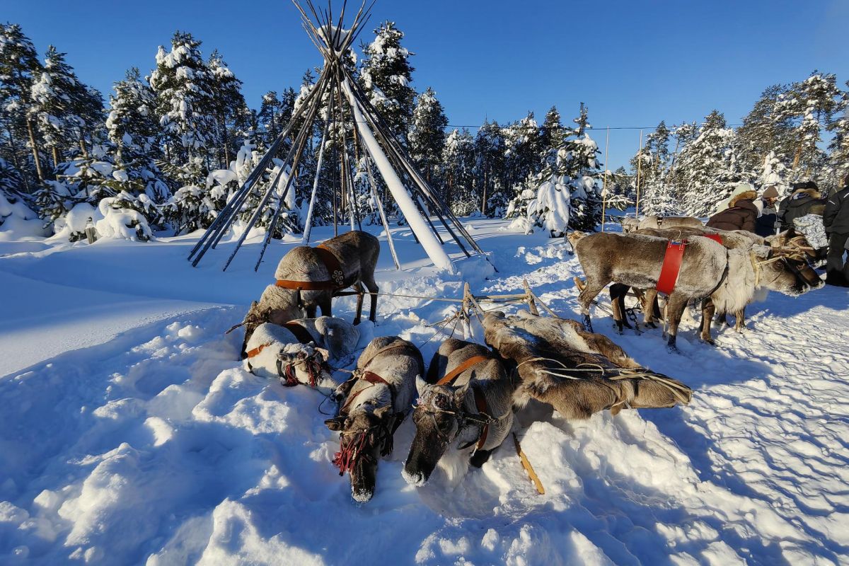 Арктическая амазонка