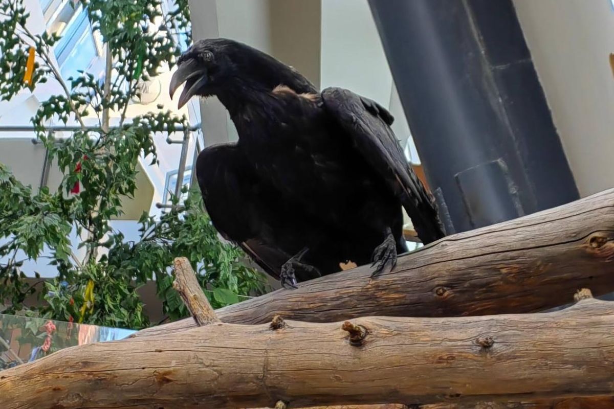 Арктическая амазонка