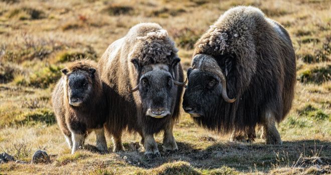 Национальный парк «Таймырский»