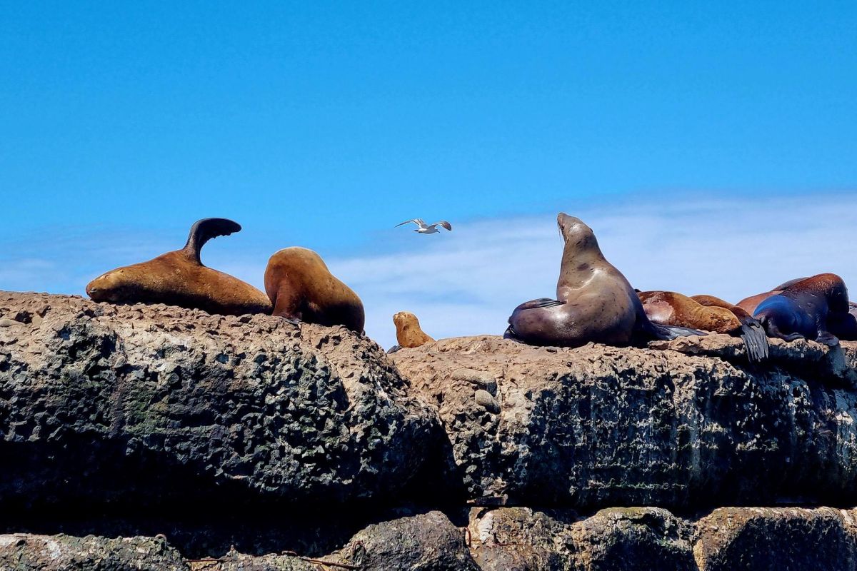 В гостях у сивучей