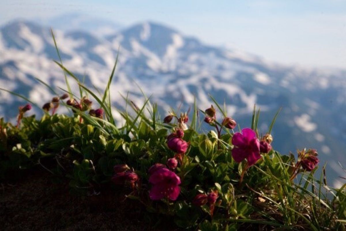 Камчатка. Вода и пламя 2026