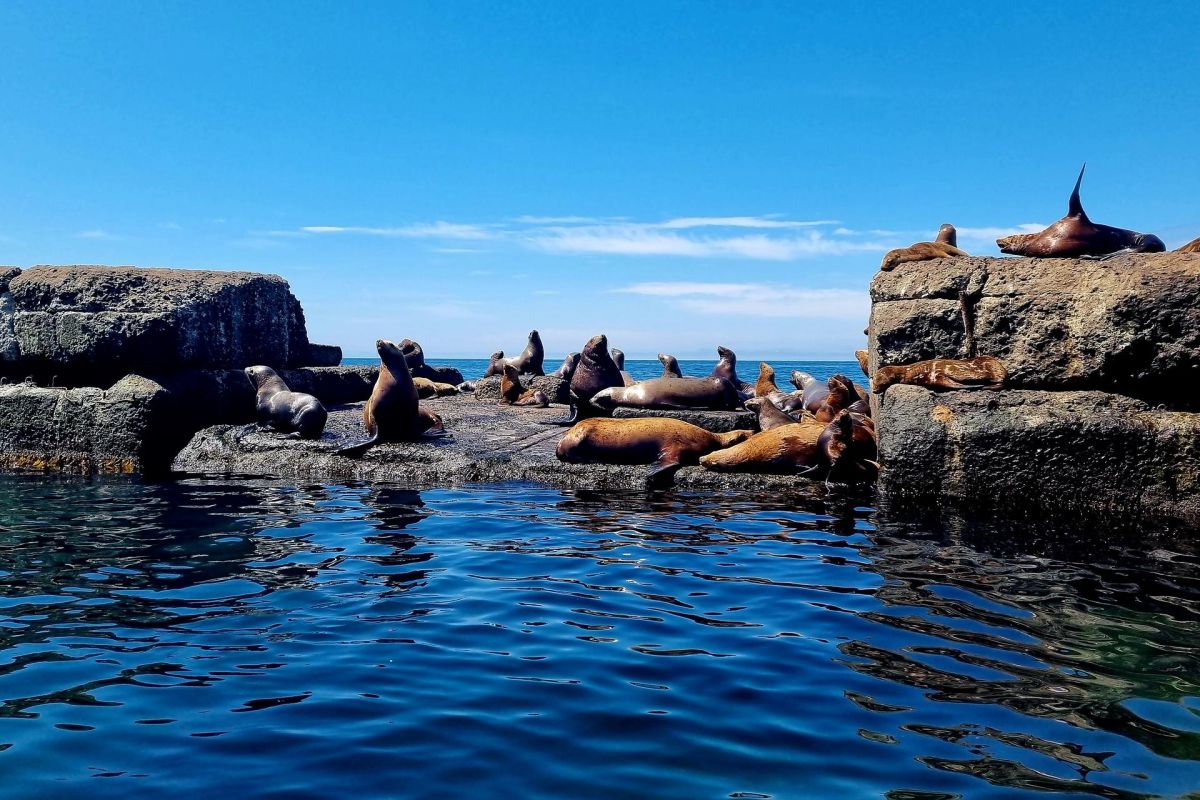 В гостях у сивучей