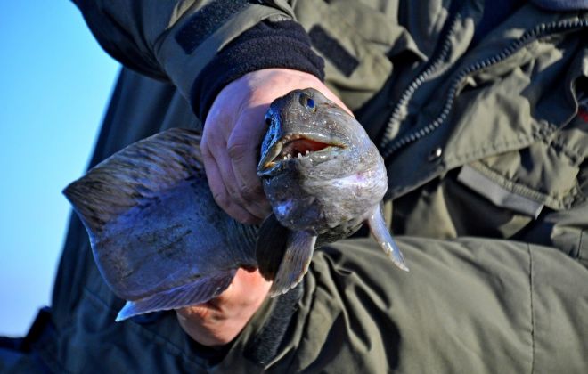 В поисках семги