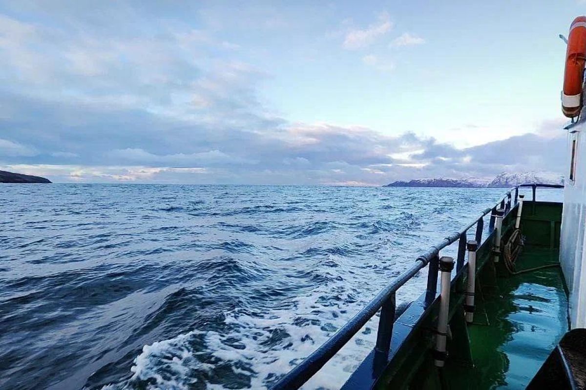 Териберка пешая