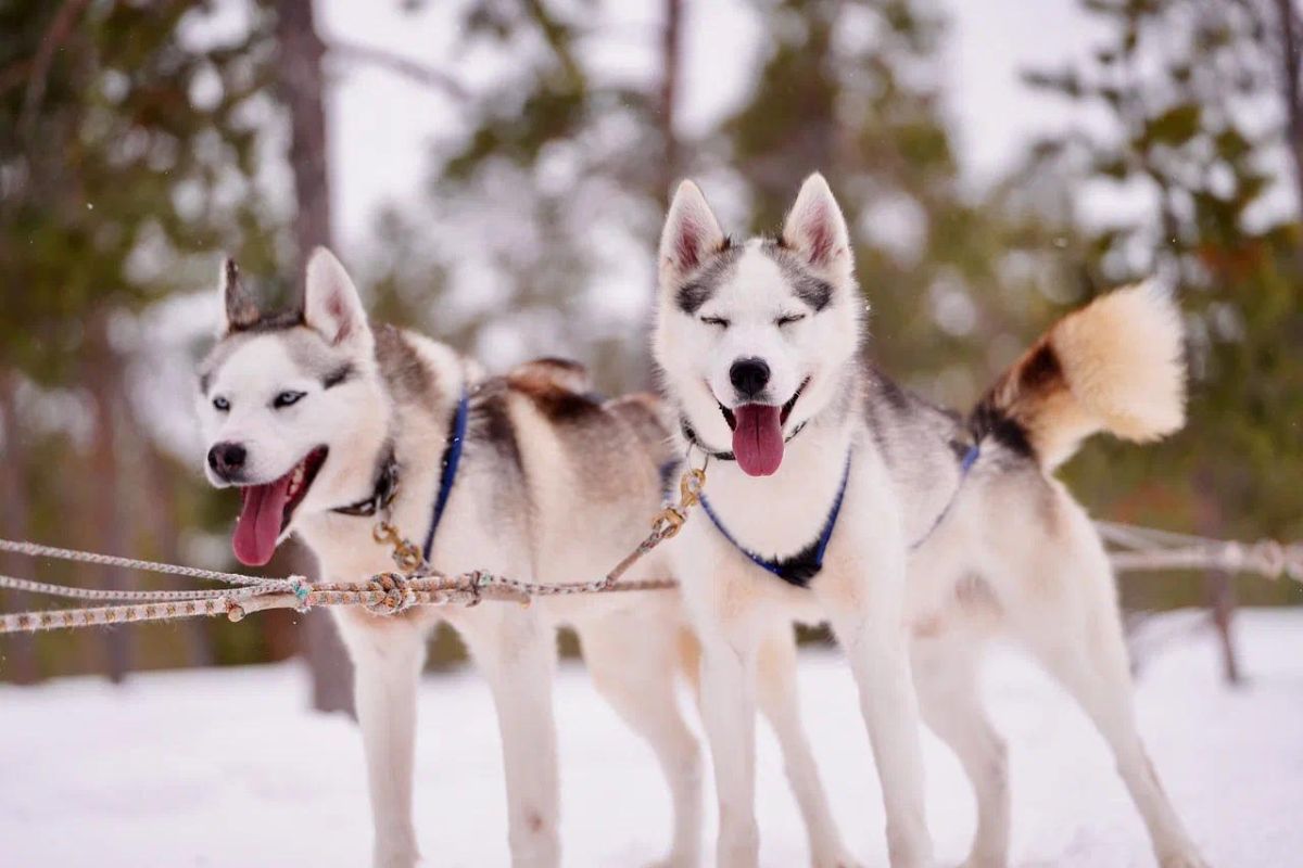 Тур “Сияние Крайнего Севера” (Охота за Северным Сиянием)