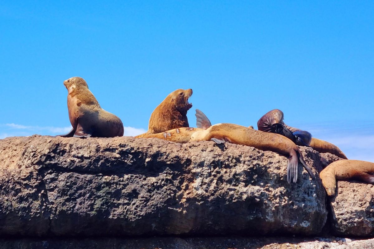 В гостях у сивучей