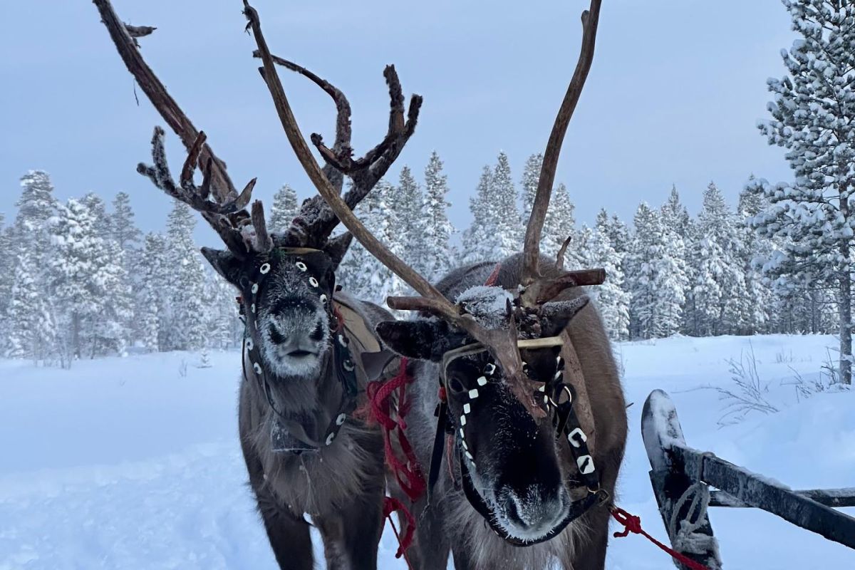 Тур “Сияние Крайнего Севера” (Охота за Северным Сиянием)