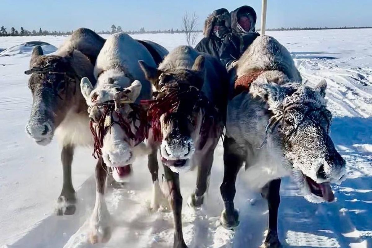 Арктическая амазонка