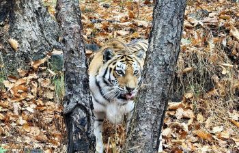 Сафари-парк + Стекляшка