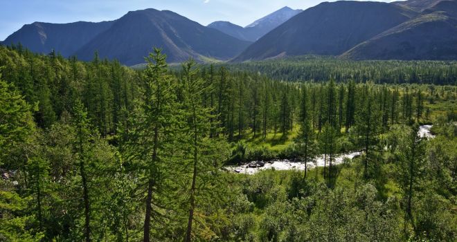 Девственные леса