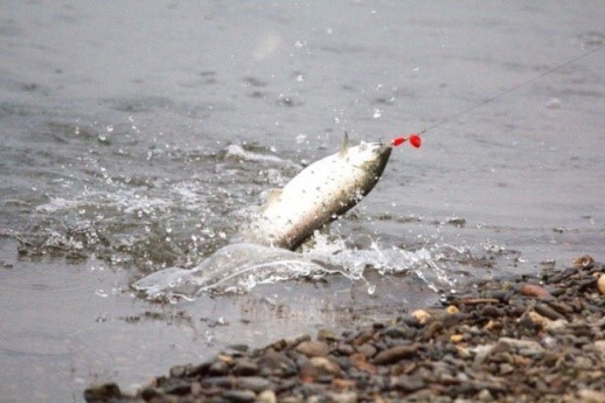 Камчатка. Вода и пламя 2026