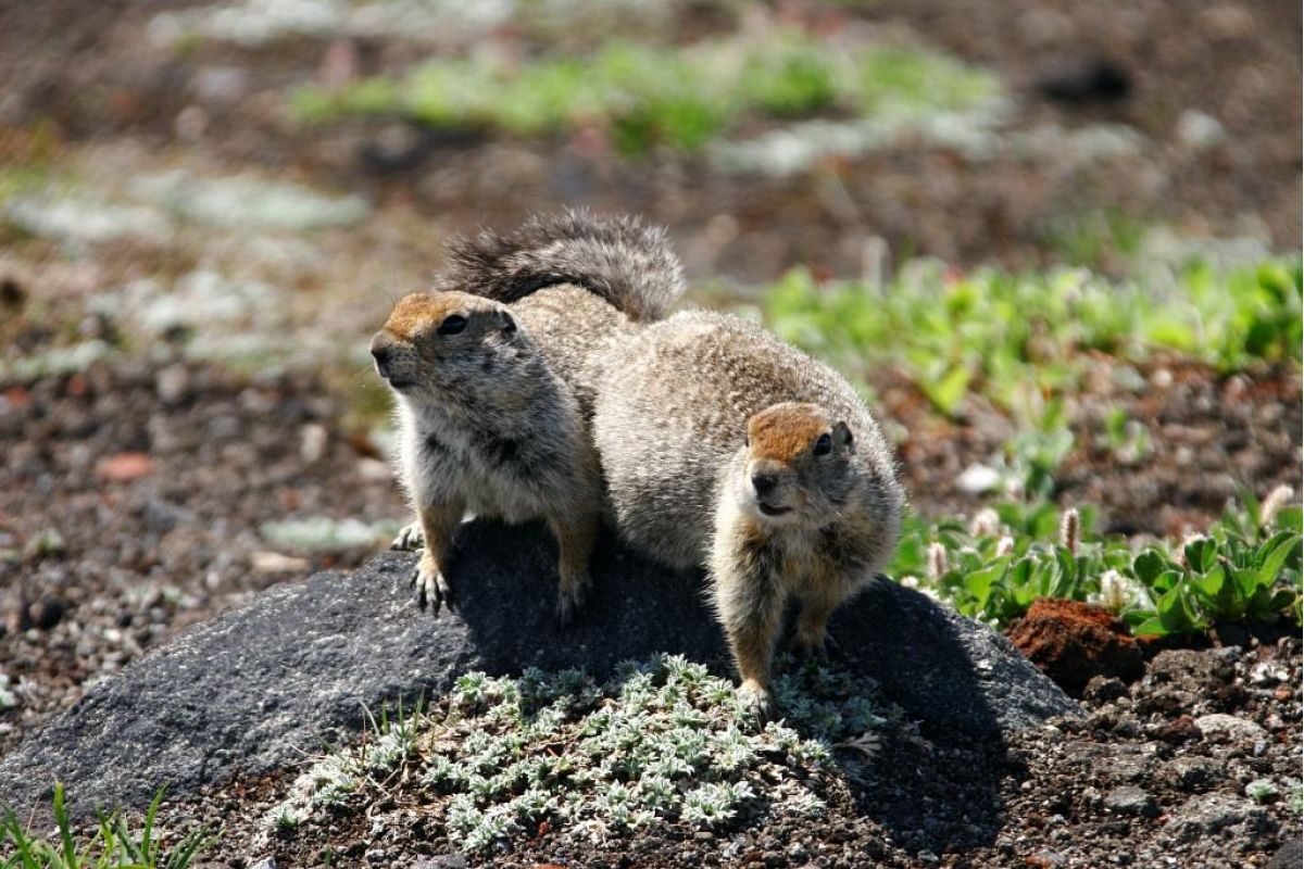 Камчатка с комфортом