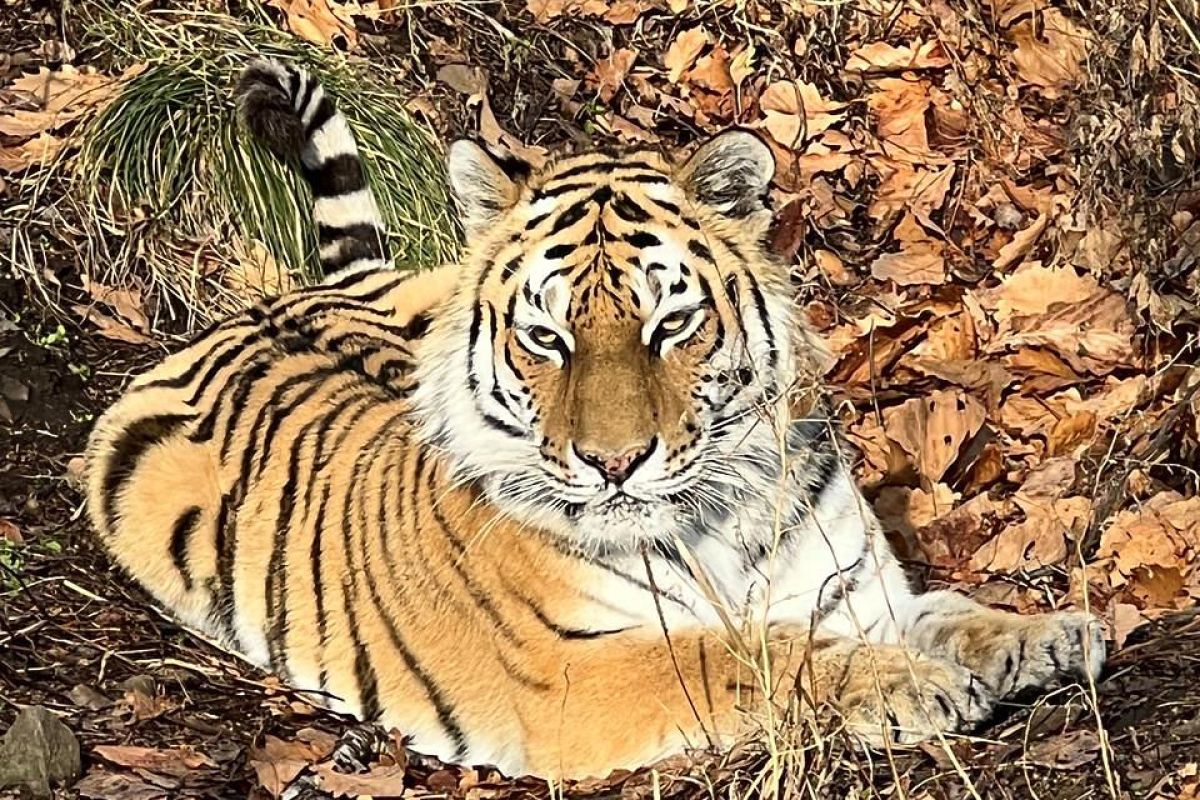Тур "Семейное путешествие во Владивосток"