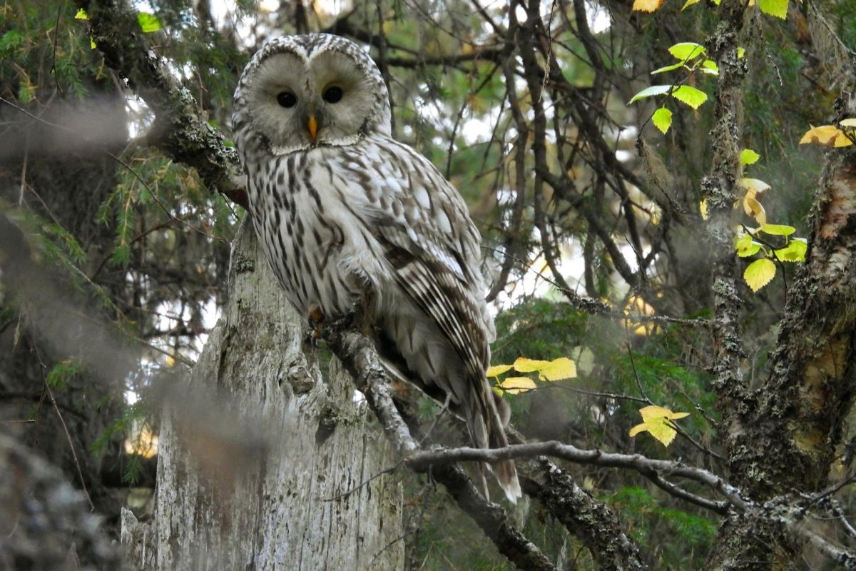 «Тайны северных сов»: двухдневный тур в Онежское Поморье