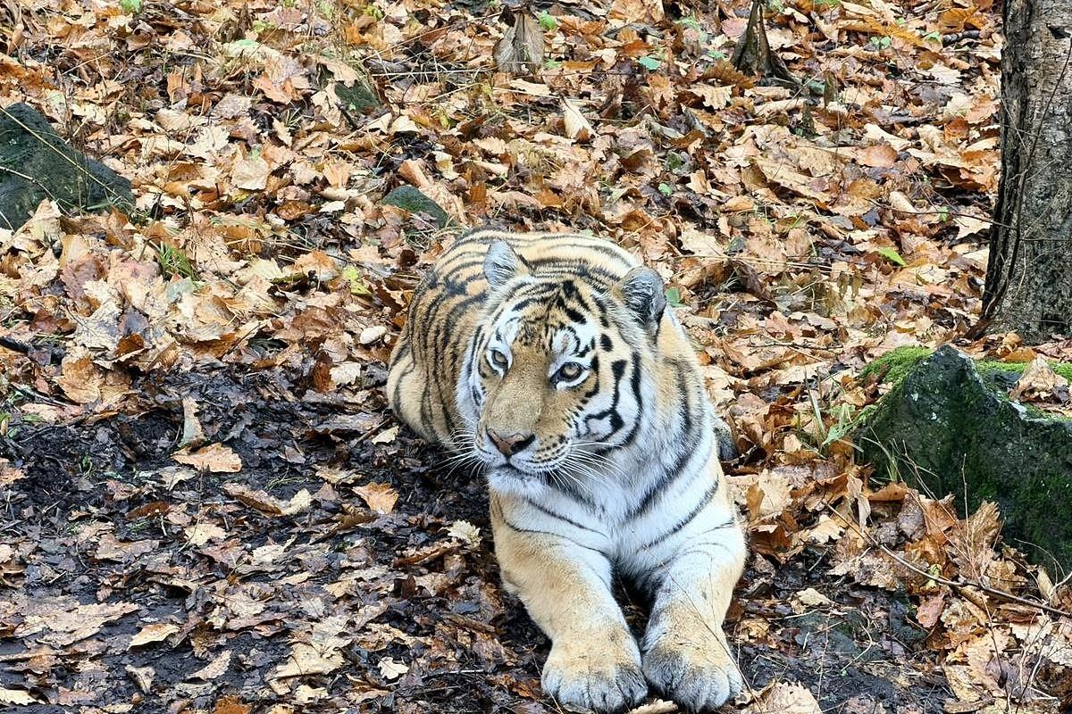 Сафари-парк + Стекляшка