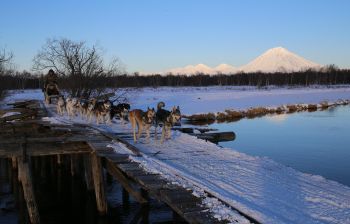 Экскурсия в питомник ездовых собак "Эйвет", катание на упряжках