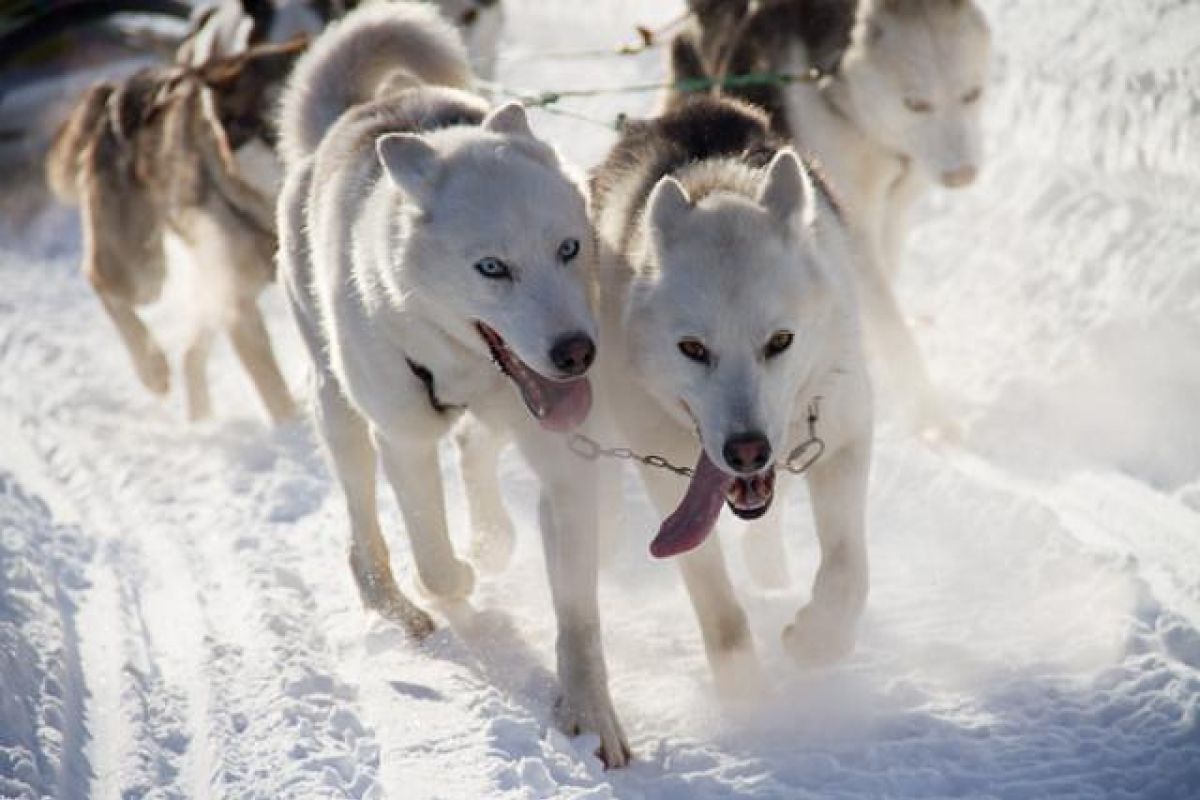 Тёплая Камчатка зимой 2026