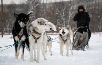 Катание на собачьих упряжках + Этническая экскурсия