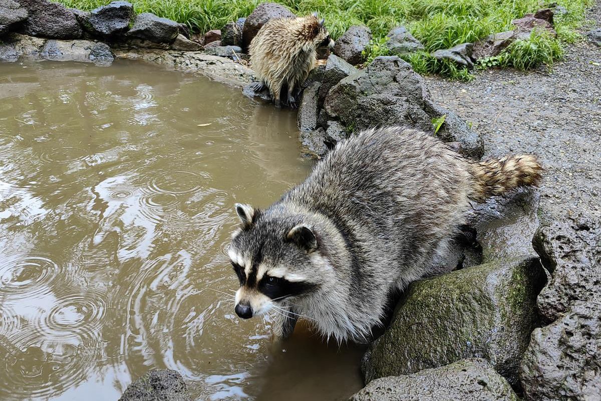 Тур "Лотосы и море"