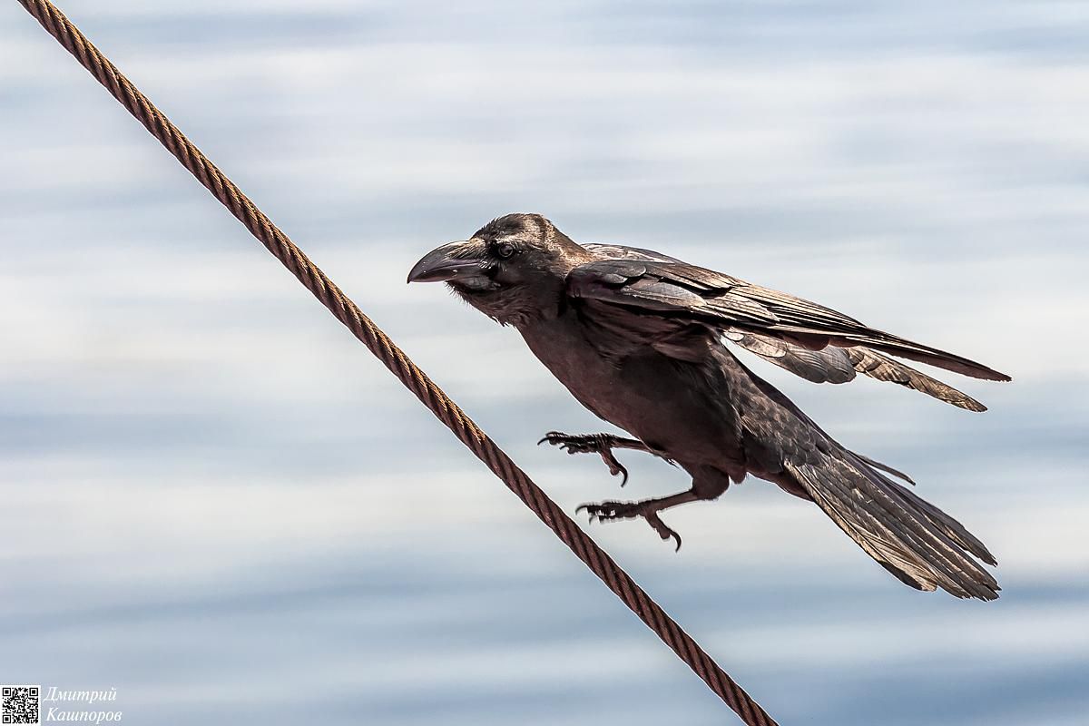 Кунашир и Шикотан. Путешествие на другую планету