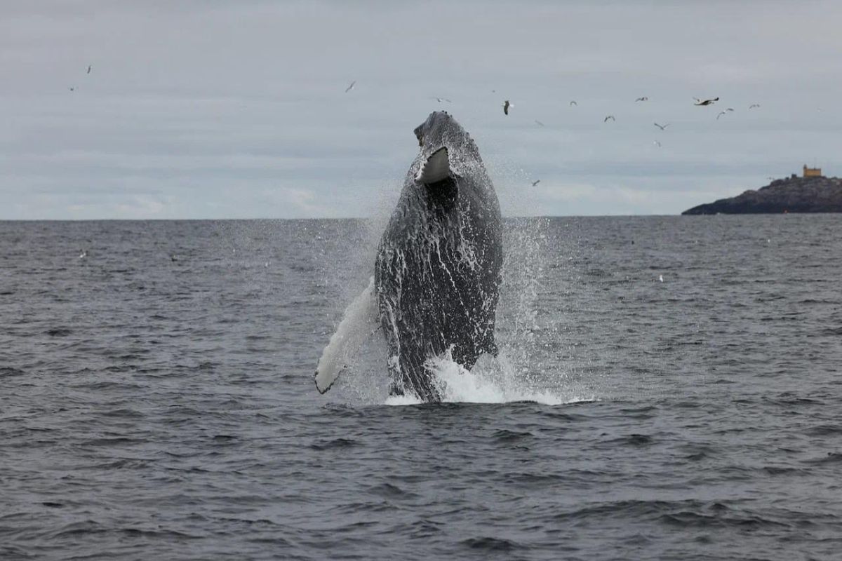 Териберка с китами
