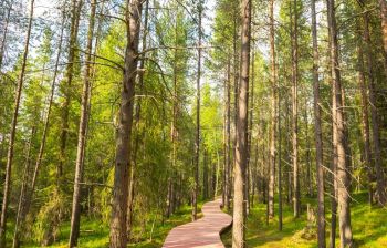 Магия тундры: прогулка по эко-тропе