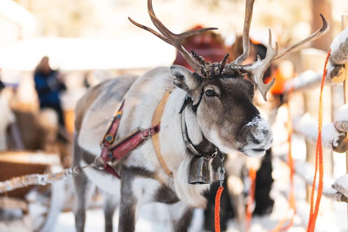 Хаски и олени: экскурсия в карельский питомник