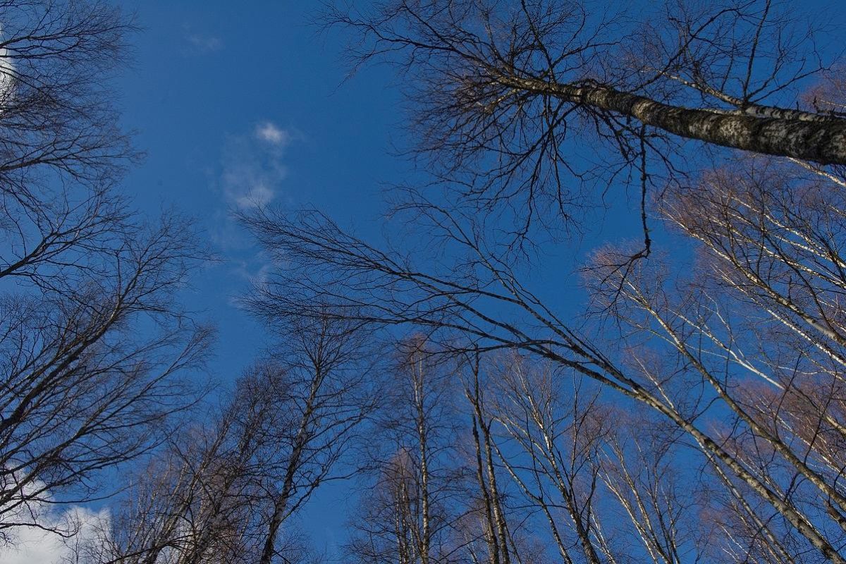 «МАРТОВСКОЕ НАСТРОЕНИЕ»: тур выходного дня в Каргопольском секторе