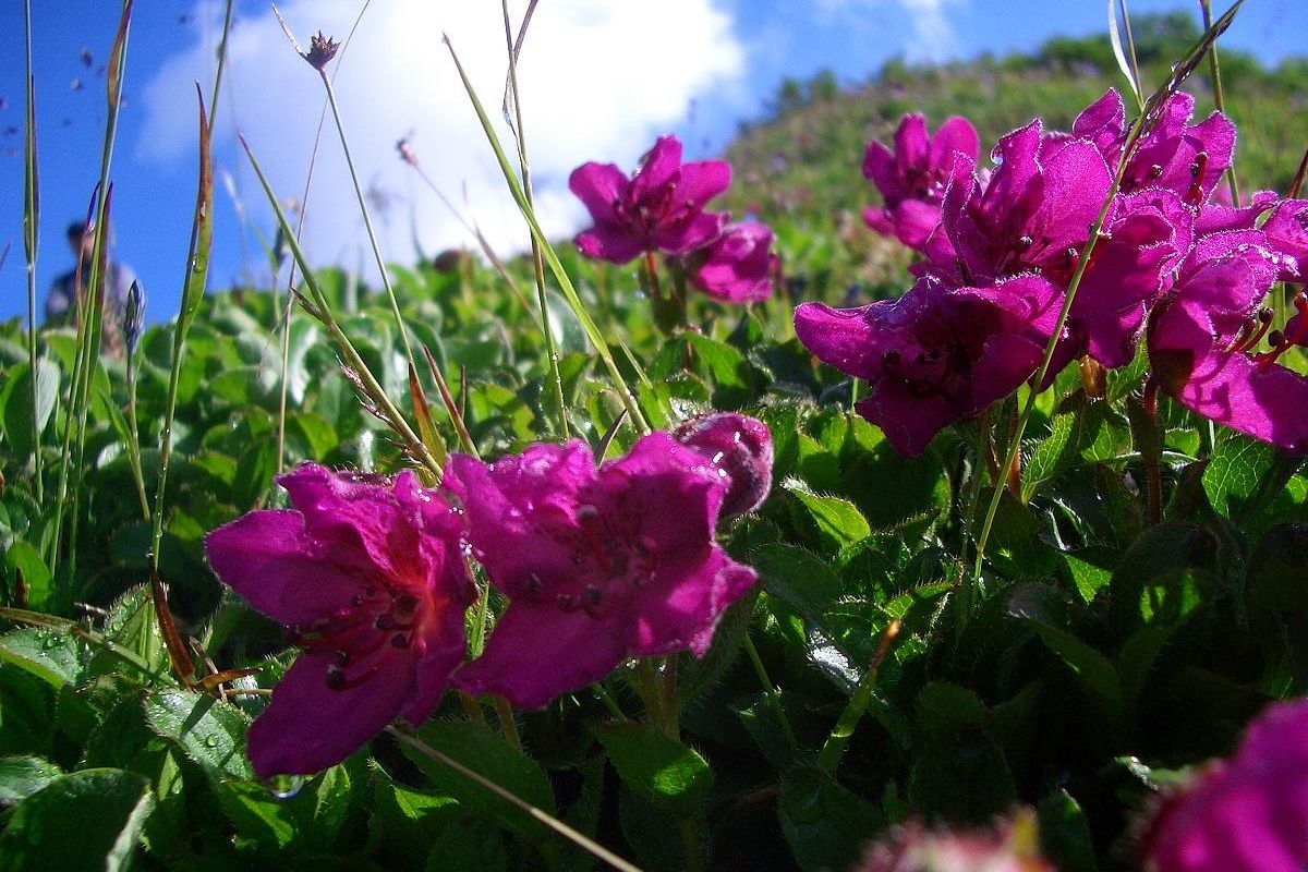 Джип-тур с восхождением на вулкан Горелый