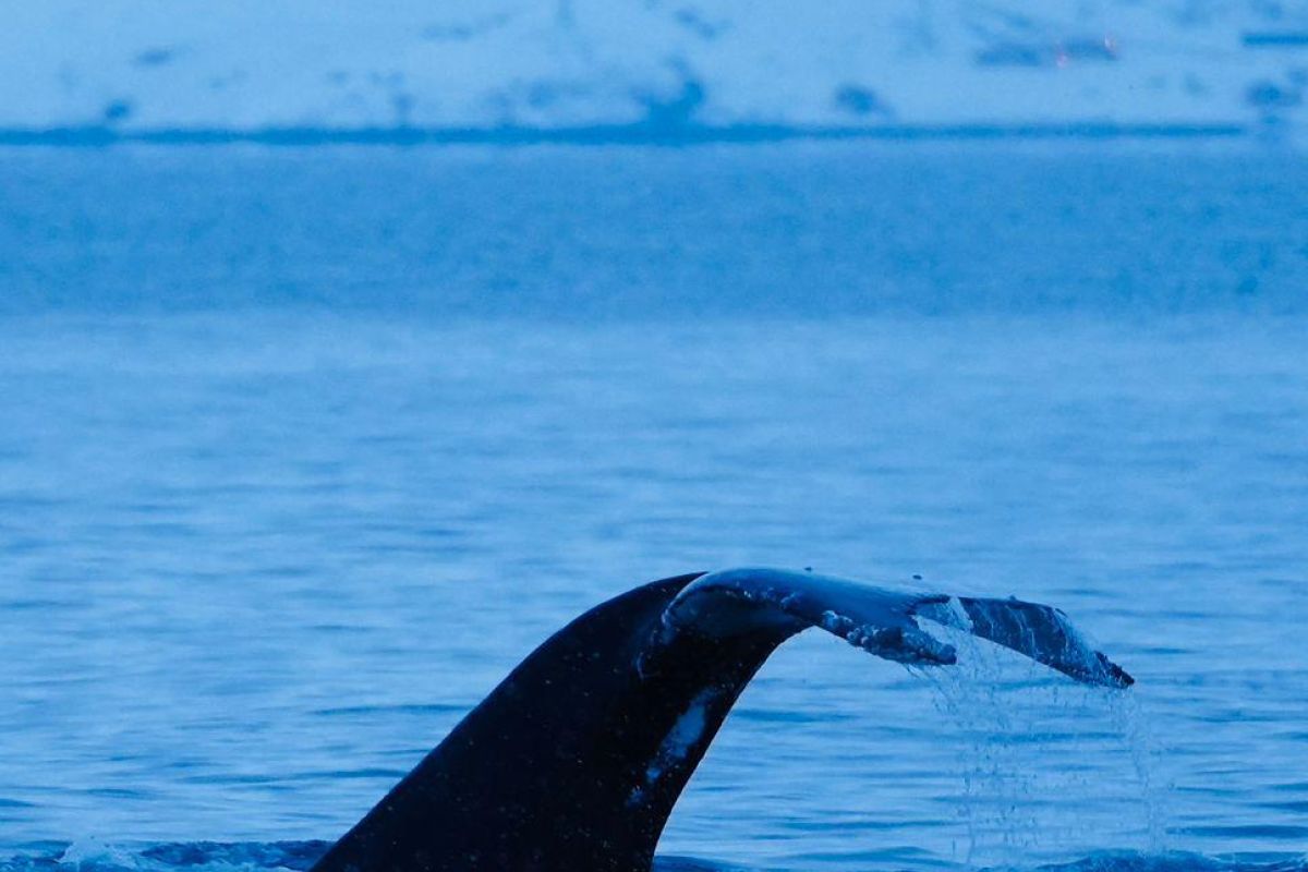 Териберка: морская прогулка в поиске китов