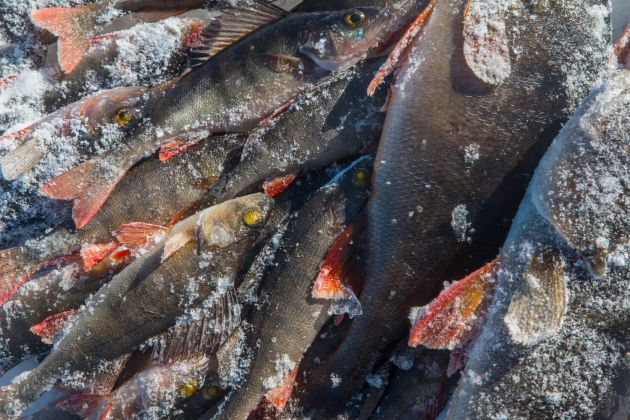 За северной рыбой