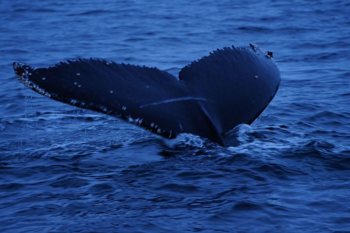 Териберка: морская прогулка в поиске китов