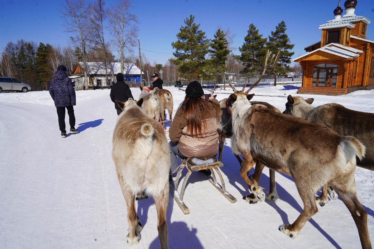 День Оленевода