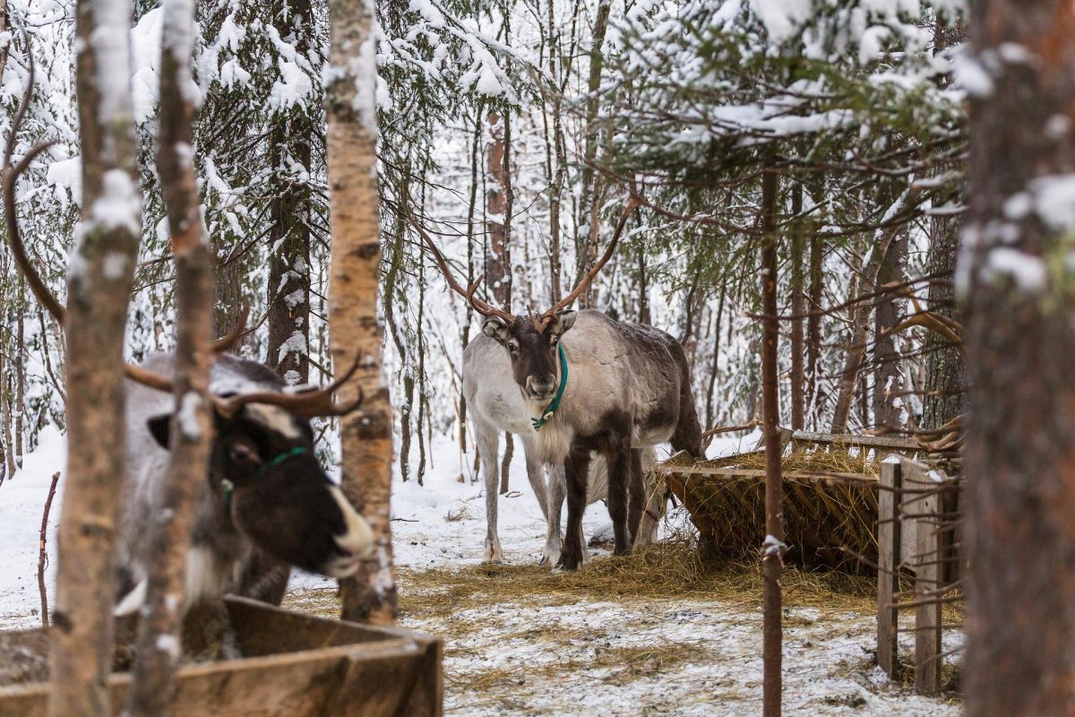 Саамские мотивы (зима)