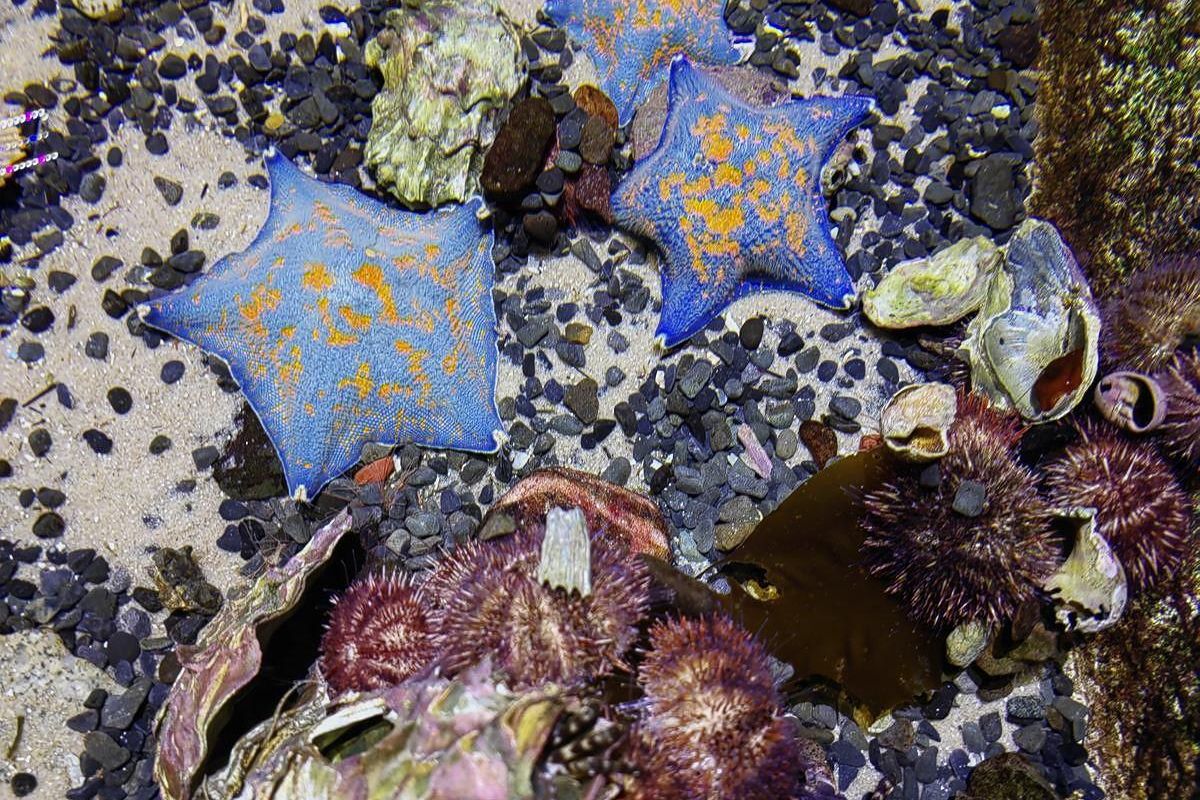 Тур "Тигры.Устрицы.Мосты"