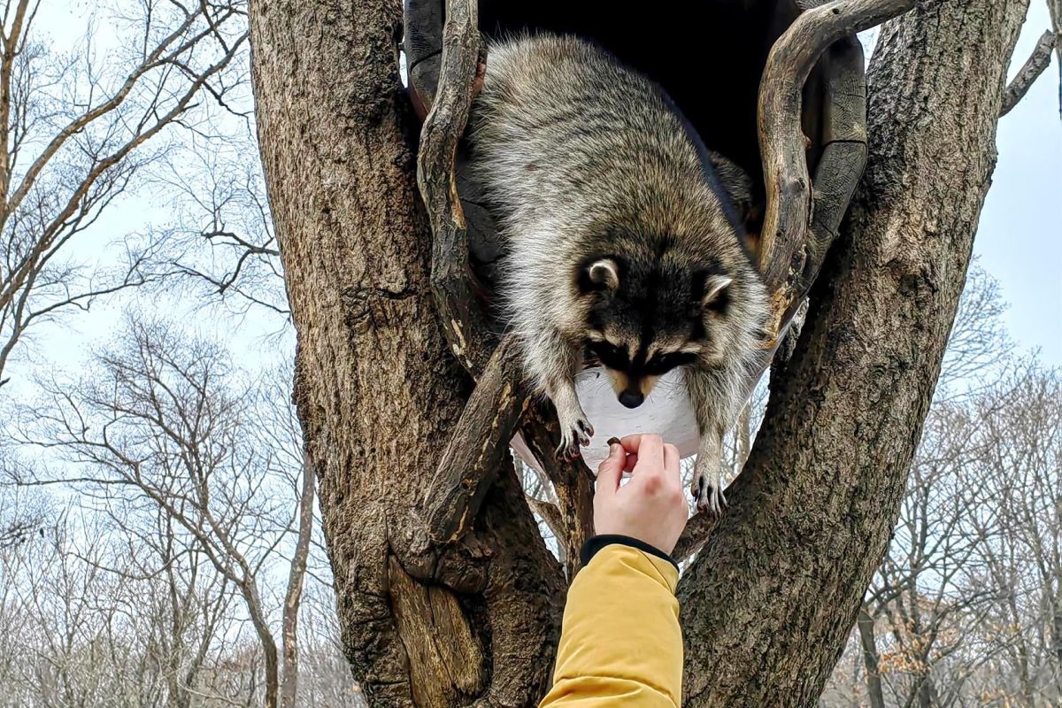 Тур "Тигры.Устрицы.Мосты"