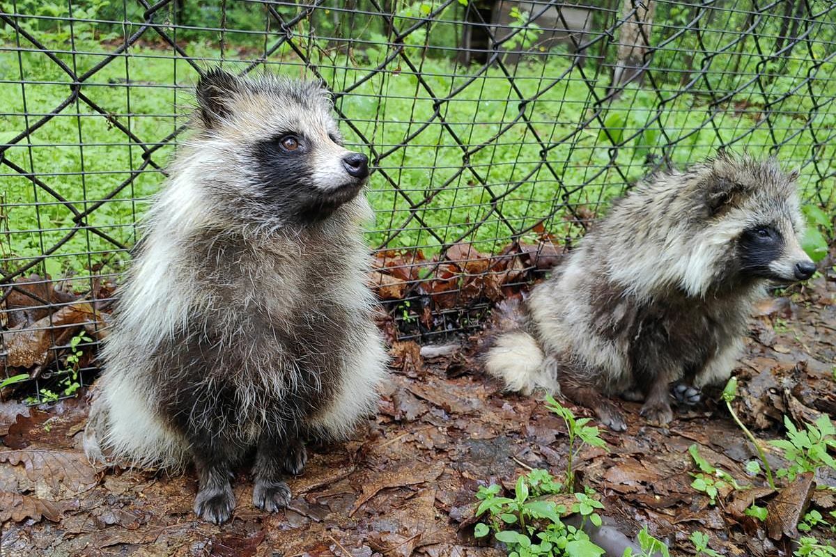 Тур "Приморье + Сахалин"