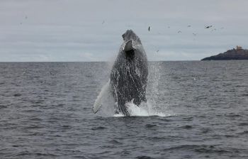 Териберка с китами