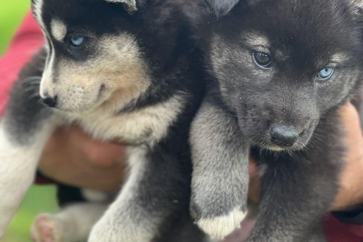 Камчатка. Июньская мозаика 2026