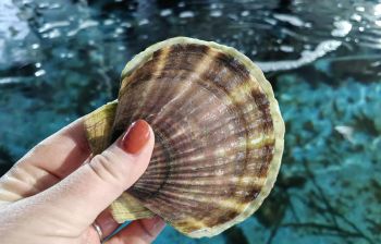 Тур "Вкусный Владивосток"