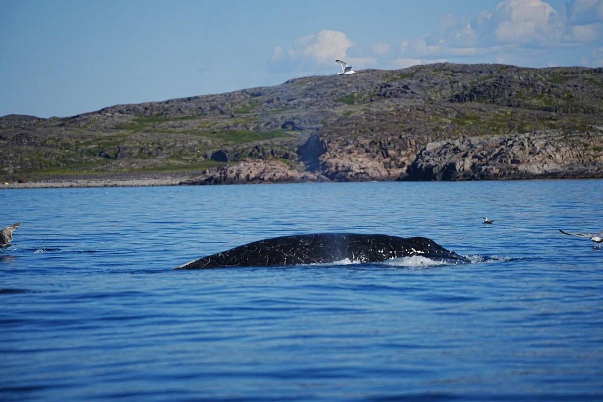 Териберка: морская прогулка в поиске китов