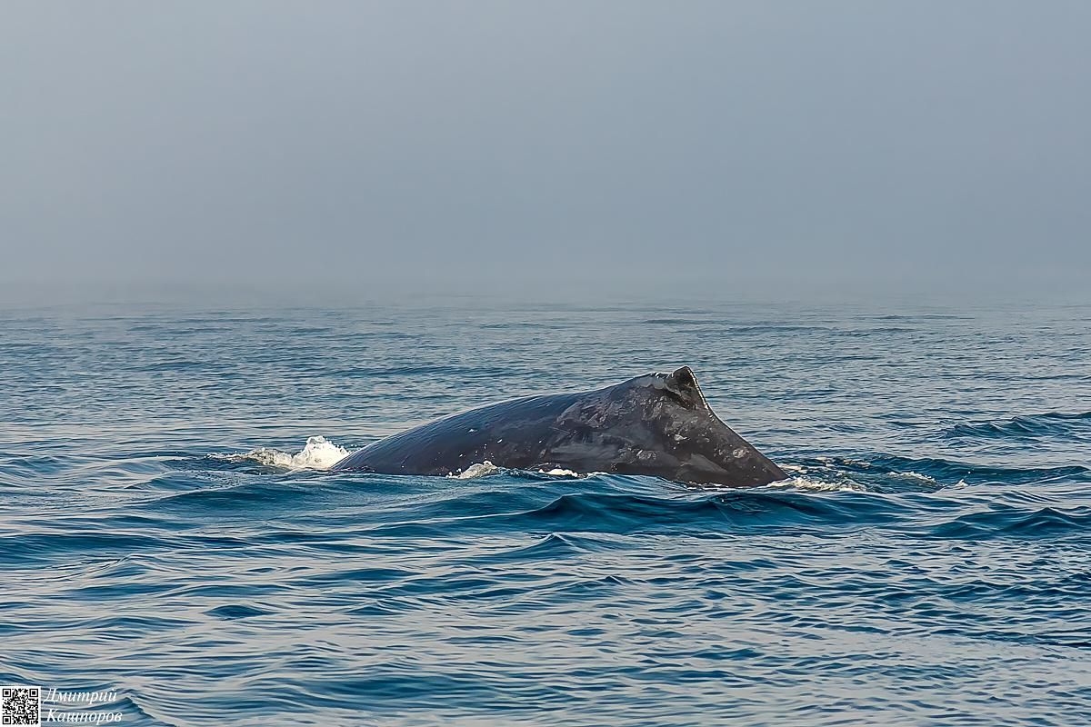 Итуруп и Кунашир. Путешествие на другую планету