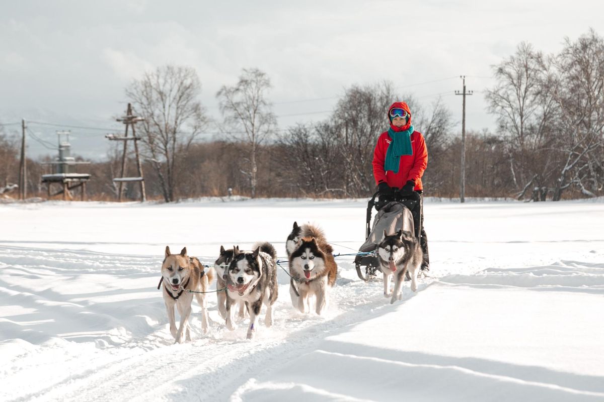 Катание на собачьих упряжках + Этническая экскурсия
