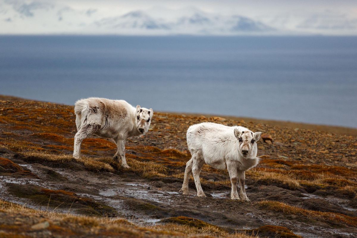Шпицберген