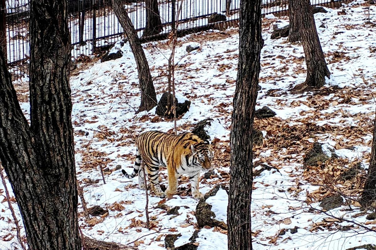 Экскурсия в Сафари-парк