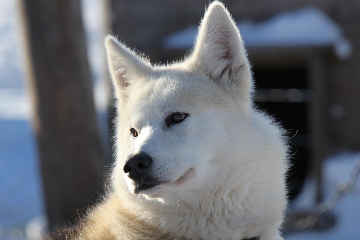 Экскурсия в питомник ездовых собак "Эйвет", катание на упряжках