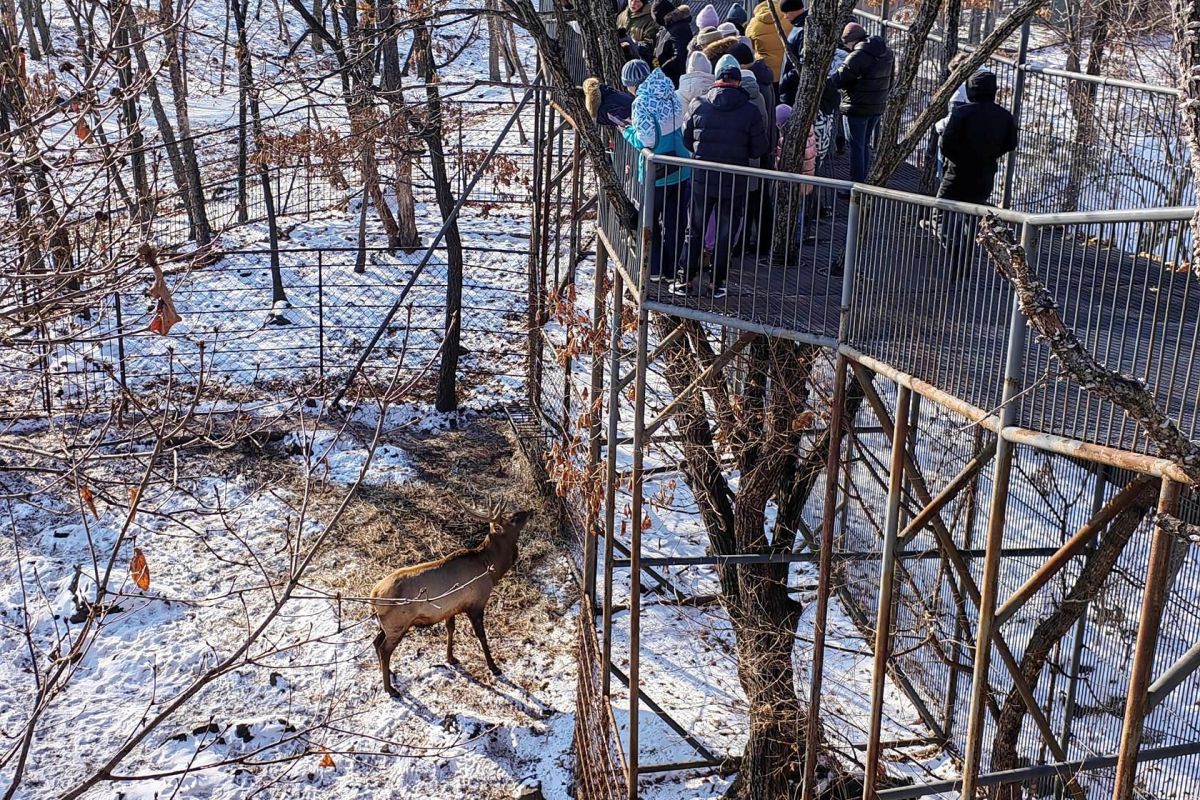 Сафари-парк + Стекляшка