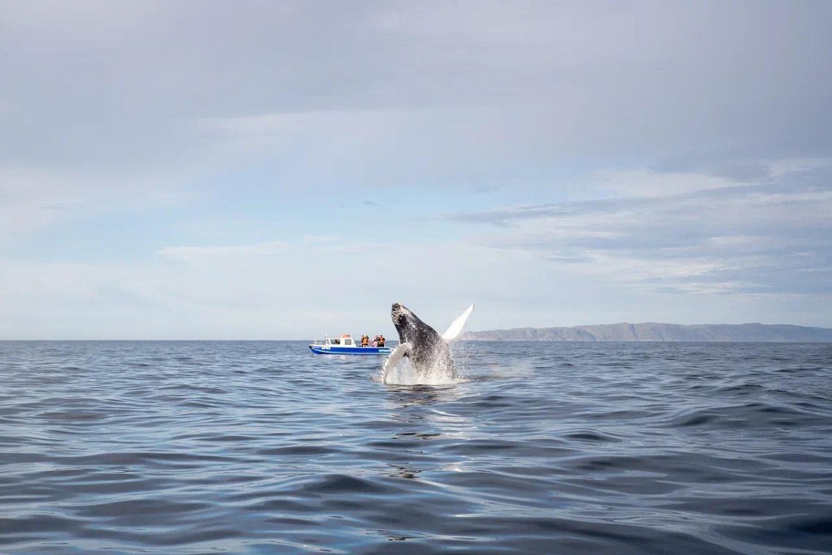Териберка с китами