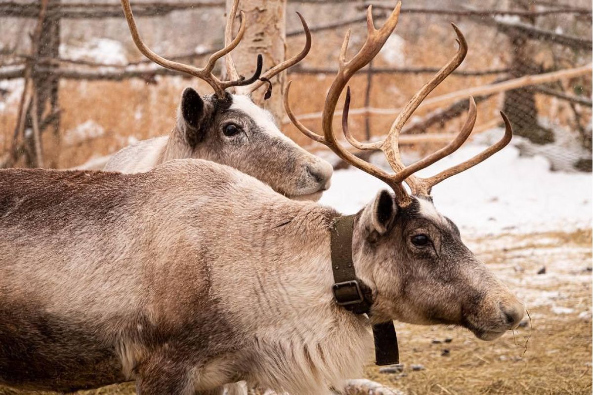 Весна на Камчатке