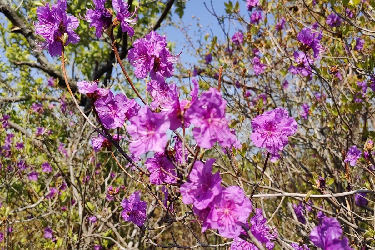 Тур "Дыхание весны у моря" (1 - 6 мая 2026)